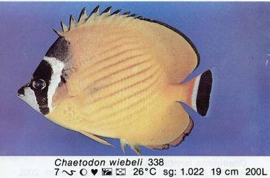 Chaetodon wiebeli